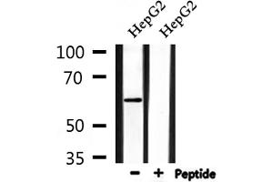 Western blot analysis of extracts from HepG2, using AATF Antibody. (AATF antibody  (N-Term))