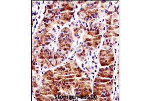 RBPJ Antibody (N-term) ((ABIN1538823 and ABIN2849020))immunohistochemistry analysis in formalin fixed and paraffin embedded human stomach tissue followed by peroxidase conjugation of the secondary antibody and DAB staining. (RBPJ antibody  (N-Term))