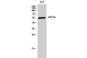 Western Blotting (WB) image for anti-G1 To S Phase Transition 1 (GSPT1) (Internal Region) antibody (ABIN3180614) (GSPT1 antibody  (Internal Region))