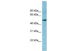 WB Suggested Anti-PDE7B Antibody Titration: 0. (PDE7B antibody  (Middle Region))