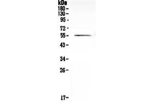 Western blot analysis of Cdc20 using anti-Cdc20 antibody . (CDC20 antibody)