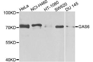Western blot analysis of extracts of various cell lines, using GAS6 antibody. (GAS6 antibody)