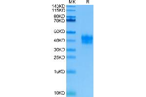 Human TNFR1 on Tris-Bis PAGE under reduced condition.
