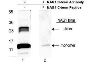 Western blot using  affinity purified anti-NAG-1/GDF15 (C-terminal) antibody shows detection NAG-1 purified from CHO cells as a 14 kDa band corresponding to monomer and a 28 kDa band corresponding to dimerized NAG-1. (GDF15 antibody  (C-Term))
