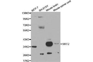 Western blot analysis of extracts of various cell lines, using SIRT2 antibody.