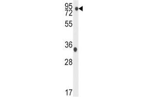 Western blot analysis of TBK1 antibody and K562 lysate. (TBK1 antibody  (AA 150-181))