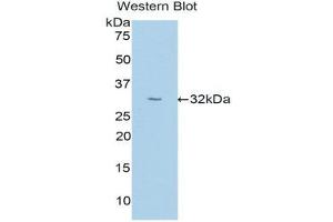 Western Blotting (WB) image for anti-Uromodulin (UMOD) (AA 334-589) antibody (ABIN1176571) (Uromodulin antibody  (AA 334-589))