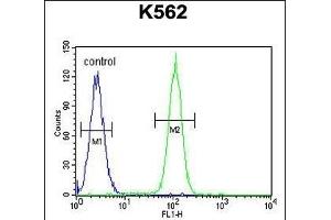 DDX27 Antibody (C-term) (ABIN655057 and ABIN2844686) flow cytometric analysis of K562 cells (right histogram) compared to a negative control cell (left histogram). (DDX27 antibody  (C-Term))