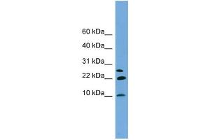 Neuronatin (NNAT) (Middle Region) antibody