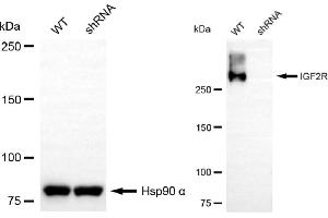 Western blotting analysis using IGF2R antibody (ABIN7799053).