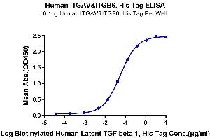 Immobilized Human ITGAV&ITGB6, His Tag at 1 μg/mL (100 μL/Well) on the plate. (ITGAV/ITGB6 Protein (AA 31-992) (His-Avi Tag))