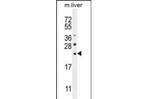 CLEC2L Antibody (N-term) (ABIN654865 and ABIN2844524) western blot analysis in mouse liver tissue lysates (35 μg/lane). (CLEC2L antibody  (N-Term))