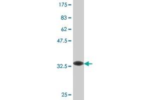 Western Blotting (WB) image for anti-Leukocyte Immunoglobulin-Like Receptor, Subfamily A (With TM Domain), Member 2 (LILRA2) (AA 322-383) antibody (ABIN524414)