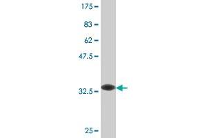 Western Blot detection against Immunogen (32. (LILRA2 antibody  (AA 322-383))