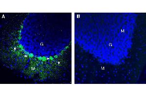 Expression of Pannexin 2 in mouse cerebellum.