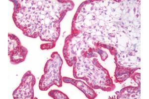 Human Placenta: Formalin-Fixed, Paraffin-Embedded (FFPE) (GANAB antibody  (AA 47-251))