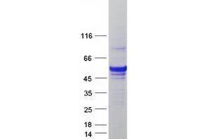 Validation with Western Blot