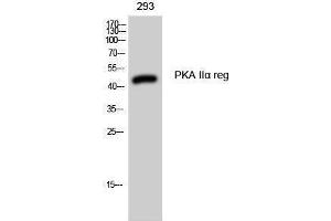 Western Blotting (WB) image for anti-Protein Kinase, CAMP-Dependent, Regulatory, Type II, alpha (PRKAR2A) (Internal Region) antibody (ABIN3186460) (PRKAR2A antibody  (Internal Region))