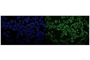 IF analysis of HNRNPH3 using anti-HNRNPH3 antibody (ABIN7601121). (HNRNPH3 antibody  (AA 29-268))