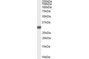 ABIN190839 (0. (Latexin antibody  (C-Term))