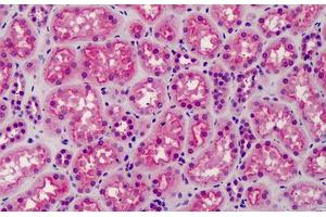 Anti-GSK3A/B antibody IHC of human kidney. (GSK3 alpha/beta antibody)
