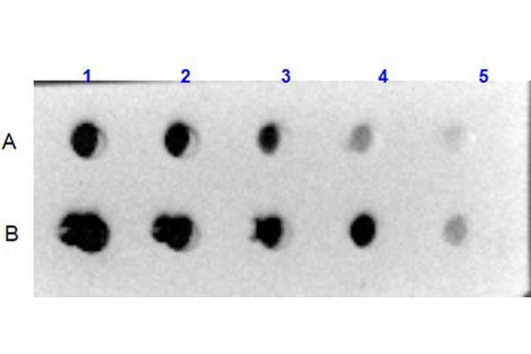 COL6 Protein