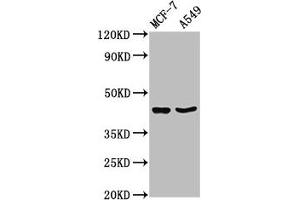 Western Blot Positive WB detected in: MCF-7 whole cell lysate, A549 whole cell lysate All lanes: EGR3 antibody at 3. (EGR3 antibody  (AA 201-281))