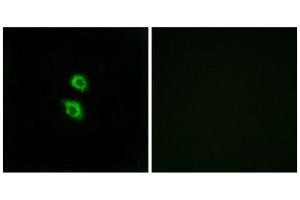 Immunofluorescence (IF) image for anti-Arylsulfatase D (ARSD) (Internal Region) antibody (ABIN1850804) (Arylsulfatase D antibody  (Internal Region))