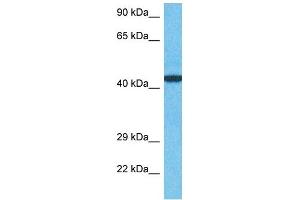 Host:  Rabbit  Target Name:  ZN410  Sample Type:  MCF7 Whole Cell lysates  Antibody Dilution:  1. (ZN410 antibody  (C-Term))