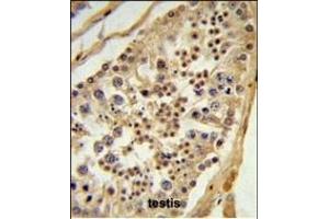 L1TD1 Antibody (C-term) (ABIN651433 and ABIN2840237) IHC analysis in formalin fixed and paraffin embedded testis tissue followed by peroxidase conjugation of the secondary antibody and DAB staining. (L1TD1 antibody  (C-Term))