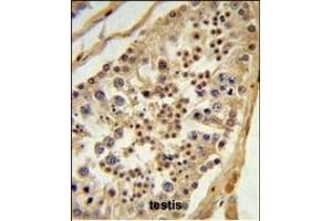 L1TD1 Antibody (C-term) (ABIN651433 and ABIN2840237) IHC analysis in formalin fixed and paraffin embedded testis tissue followed by peroxidase conjugation of the secondary antibody and DAB staining. (L1TD1 antibody  (C-Term))