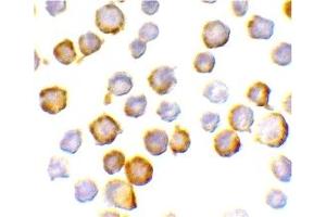 Immunohistochemistry (IHC) image for anti-Single Immunoglobulin and Toll-Interleukin 1 Receptor (TIR) Domain (SIGIRR) (C-Term) antibody (ABIN1030659) (SIGIRR antibody  (C-Term))