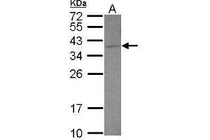 WB Image Sample (30 ug of whole cell lysate) A: U87-MG 12% SDS PAGE antibody diluted at 1:500 (DNAJB6 antibody  (Center))
