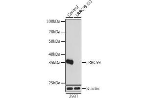 Western blot analysis of extracts from normal (control) and LRRC59 knockout (KO) 293T cells, using LRRC59 antibody (ABIN7268220) at 1:1000 dilution. (LRRC59 antibody  (AA 1-244))