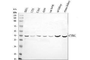Western blot analysis of CCN1/CYR61 using anti-CCN1/CYR61 antibody (ABIN3042351). (CYR61 antibody  (AA 54-381))