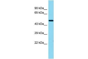 Host: Rabbit Target Name: TMEM246 Sample Type: Fetal Liver lysates Antibody Dilution: 1. (TMEM246 antibody  (Middle Region))