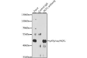 Immunoprecipitation analysis of 200 μg extracts of Raji cells, using 3 μg p47phox/NCF1 antibody (ABIN3021550, ABIN3021551, ABIN3021552 and ABIN6215231). (NCF1 antibody  (AA 1-390))