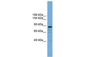 Image no. 1 for anti-Autophagy Related 9B (ATG9B) (AA 851-900) antibody (ABIN6745467) (ATG9B antibody  (AA 851-900))