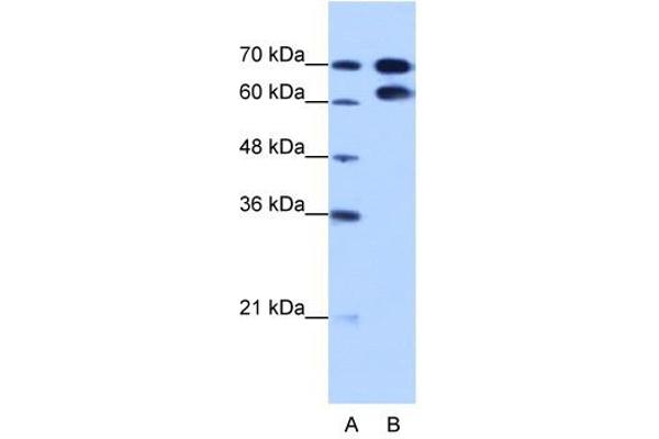 RAVER1 antibody  (N-Term)