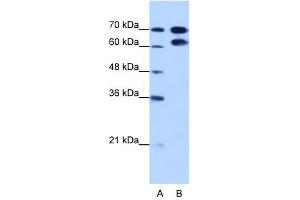 RAVER1 antibody used at 1. (RAVER1 antibody  (N-Term))