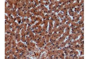 Immunohistochemistry (IHC) image for anti-Galactosidase, alpha (GLA) (AA 81-429) antibody (ABIN7426817)