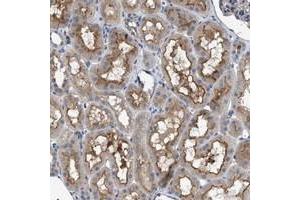 Immunohistochemical staining of human kidney with VSTM2A polyclonal antibody  shows distinct positivity in cytoplasm and luminal membranes.