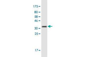 Western Blot detection against Immunogen (35. (SLC27A5 antibody  (AA 90-175))