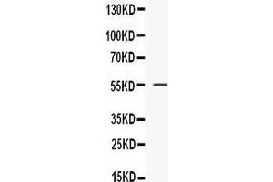 Western blot analysis of Nucleobindin 2 expression in HEPA whole cell lysates (lane 1). (NUCB2 antibody  (AA 25-106))