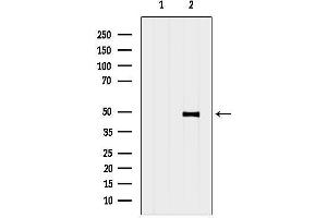 anti-G Protein-Coupled Receptor 63 (GPR63) (Internal Region) antibody
