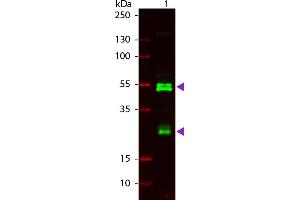 WB - Rat IgG (H&L) Antibody 800 Conjugated Western Blot of Goat anti-Rat IgG 800 Conjugated Secondary Antibody. (Goat anti-Rat IgG (Heavy & Light Chain) Antibody (DyLight 800) - Preadsorbed)