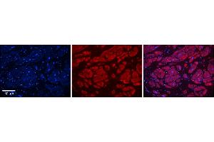 Rabbit Anti-PIWIL1 Antibody    Formalin Fixed Paraffin Embedded Tissue: Human Adult heart  Observed Staining: Cytoplasmic Primary Antibody Concentration: 1:600 Secondary Antibody: Donkey anti-Rabbit-Cy2/3 Secondary Antibody Concentration: 1:200 Magnification: 20X Exposure Time: 0. (PIWIL1 antibody  (N-Term))