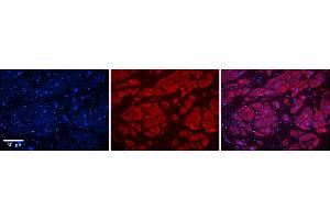 Rabbit Anti-PIWIL1 Antibody    Formalin Fixed Paraffin Embedded Tissue: Human Adult heart  Observed Staining: Cytoplasmic Primary Antibody Concentration: 1:600 Secondary Antibody: Donkey anti-Rabbit-Cy2/3 Secondary Antibody Concentration: 1:200 Magnification: 20X Exposure Time: 0.