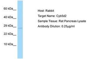 CYB5D2 antibody  (AA 178-227)