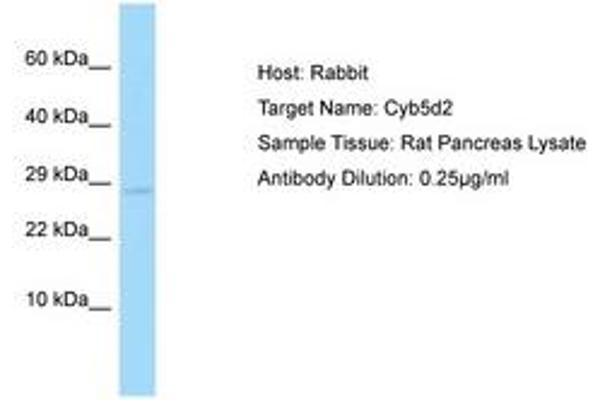 CYB5D2 antibody  (AA 178-227)